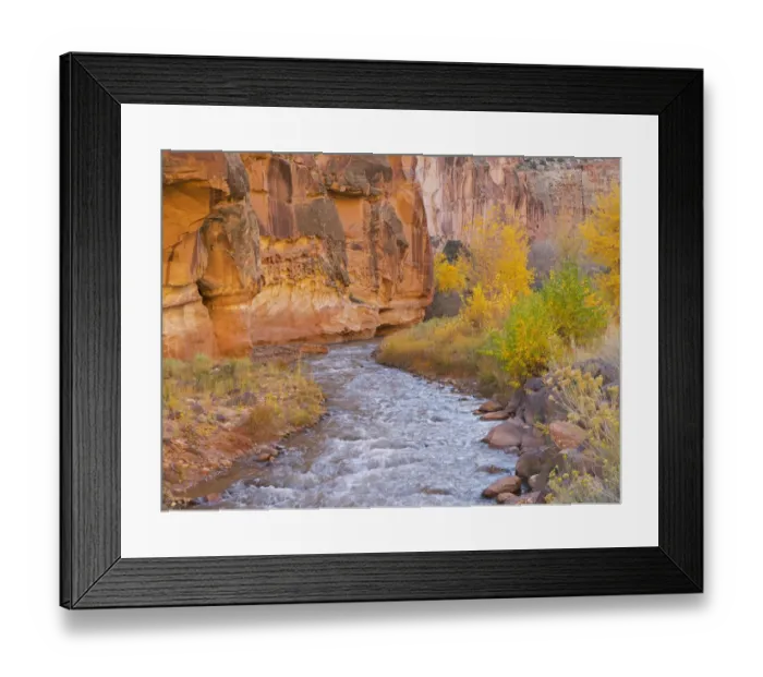 Framed Print : Utah, Capitol Reef National Park, Cottonwood trees and Fremont River