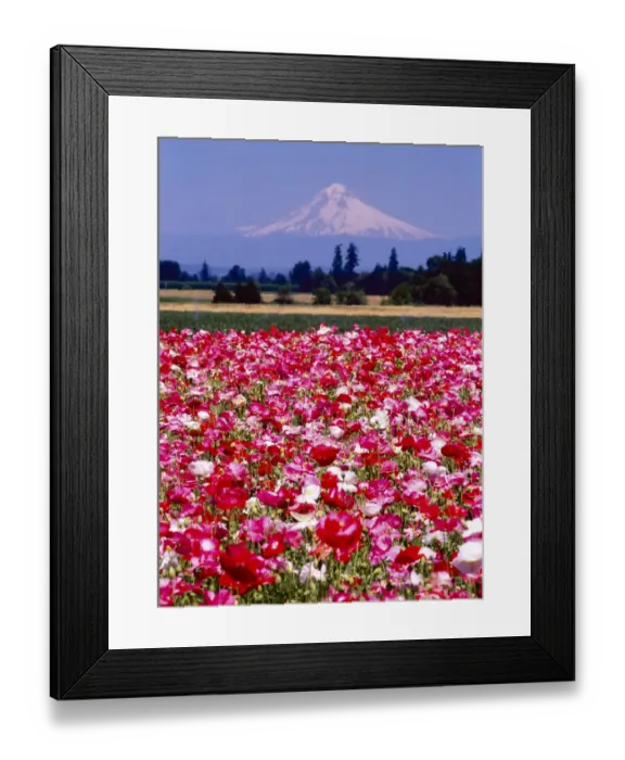 Framed Print : Poppy Field, Willamette, Mt. Hood, Oregon Valley Framed Print : Poppy Field, Willamette, Mt. Hood, Oregon Valley