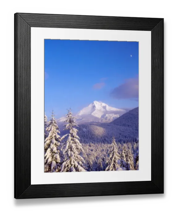 Framed Print : Snow-covered trees, Mt. Hood (highest point in Oregon), Mt. Hood National Forest, Oregon