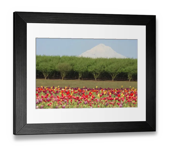Framed Print : Mt. Hood and tulip fields, Willamette Valley, Oregon Framed Print : Mt. Hood and tulip fields, Willamette Valley, Oregon