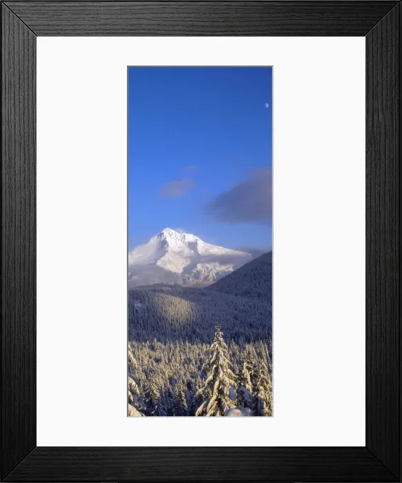 Framed Print : Snow-covered trees, Mt. Hood (highest point in Oregon), Mt. Hood National Forest, Oregon Framed Print : Snow-covered trees, Mt. Hood (highest point in Oregon), Mt. Hood National Forest, Oregon