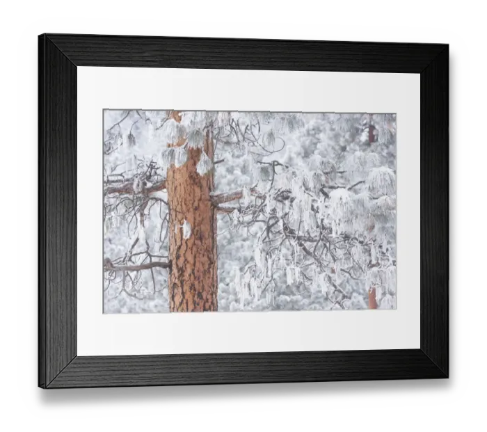 Framed Print : Wind-blown frosted snow on trees, Mt. Hood National Forest, Oregon Framed Print : Wind-blown frosted snow on trees, Mt. Hood National Forest, Oregon