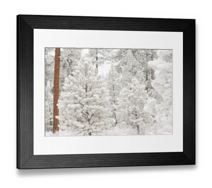 Framed Print : Wind-blown frosted snow on trees, Mt. Hood National Forest, Oregon Framed Print : Wind-blown frosted snow on trees, Mt. Hood National Forest, Oregon