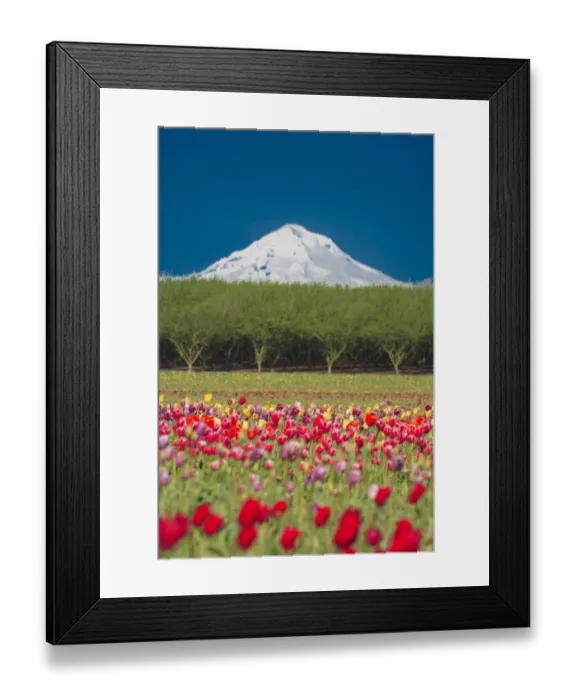 Framed Print : Mt. Hood and tulip fields, Willamette Valley, Oregon Framed Print : Mt. Hood and tulip fields, Willamette Valley, Oregon