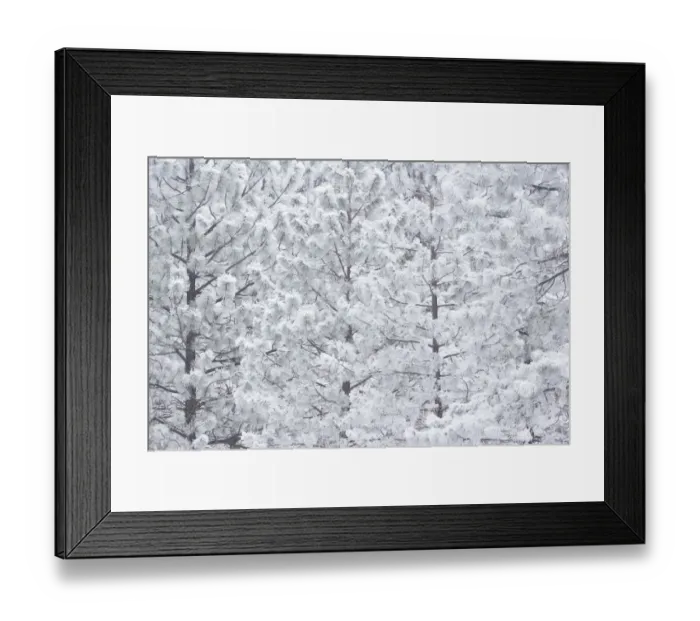 Framed Print : Wind-blown frosted snow on trees, Mt. Hood National Forest, Oregon
