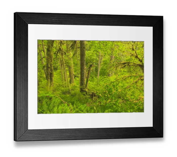 Framed Print : Trail of Ten Falls, Silver Falls State Park, near Silverton, Oregon Framed Print : Trail of Ten Falls, Silver Falls State Park, near Silverton, Oregon