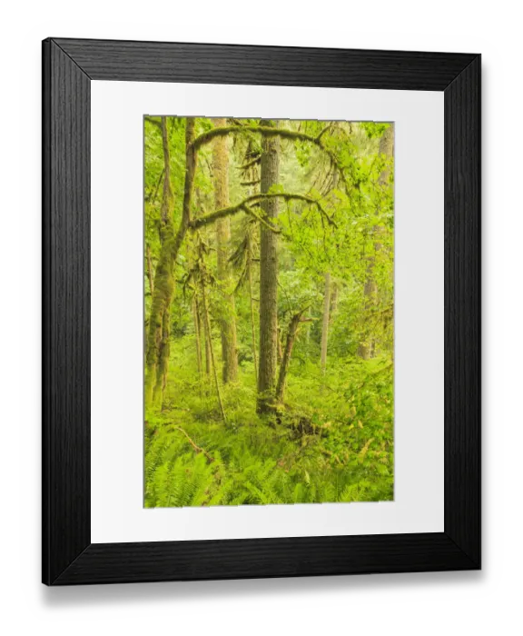 Framed Print : Trail of Ten Falls, Silver Falls State Park, near Silverton, Oregon Framed Print : Trail of Ten Falls, Silver Falls State Park, near Silverton, Oregon