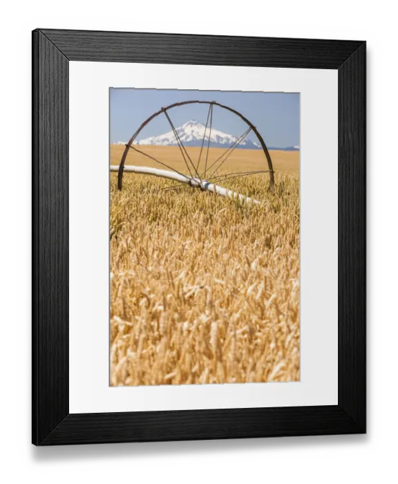 Framed Print : Wheatfield near harvest time in summer, Mt. Jefferson in the background, near Redmond