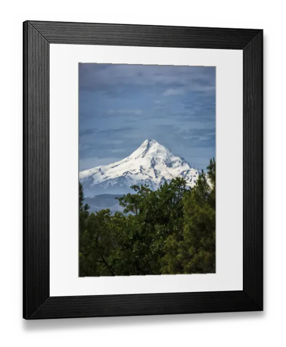 Framed Print : Snowcapped Mt. Jefferson framed by trees in the foreground Framed Print : Snowcapped Mt. Jefferson framed by trees in the foreground