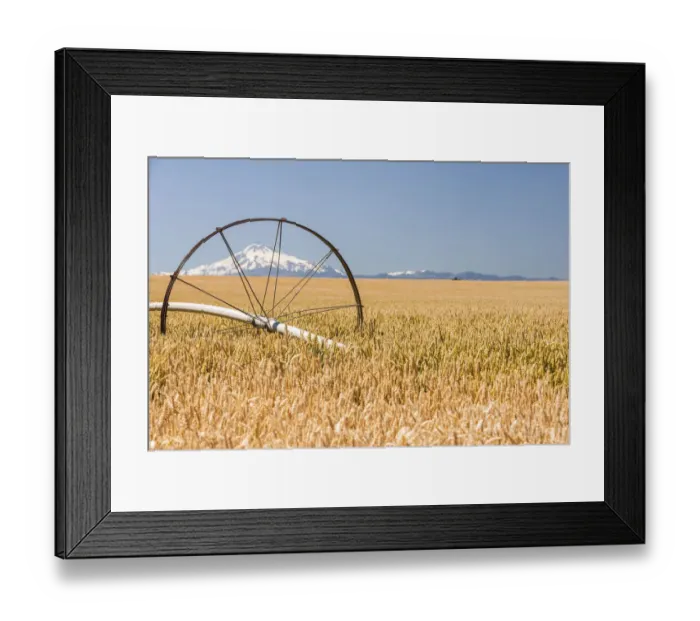 Framed Print : Wheatfield near harvest time in summer, Mt. Jefferson in the background, near Redmond Framed Print : Wheatfield near harvest time in summer, Mt. Jefferson in the background, near Redmond