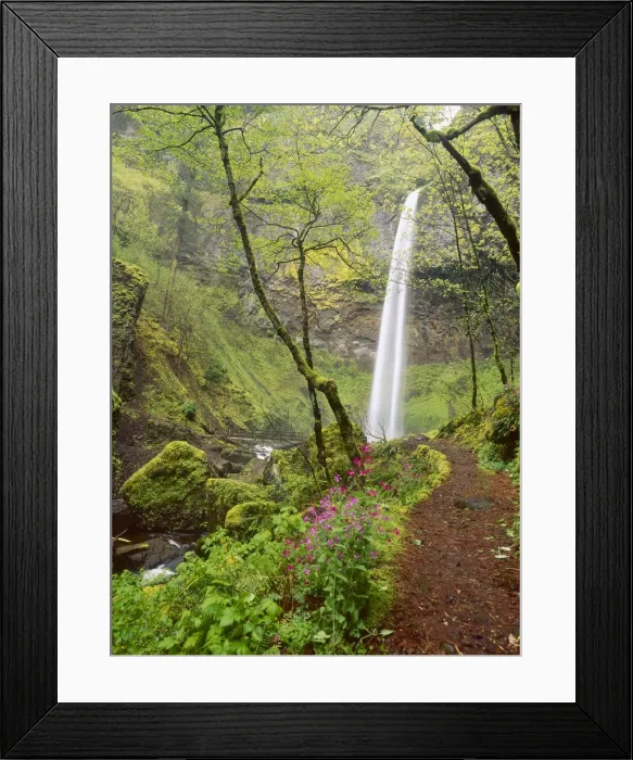 Framed Print : Elowah Falls, Everlasting Pea (Lathyrus latifolius), Columbia Gorge scenic area, Oregon