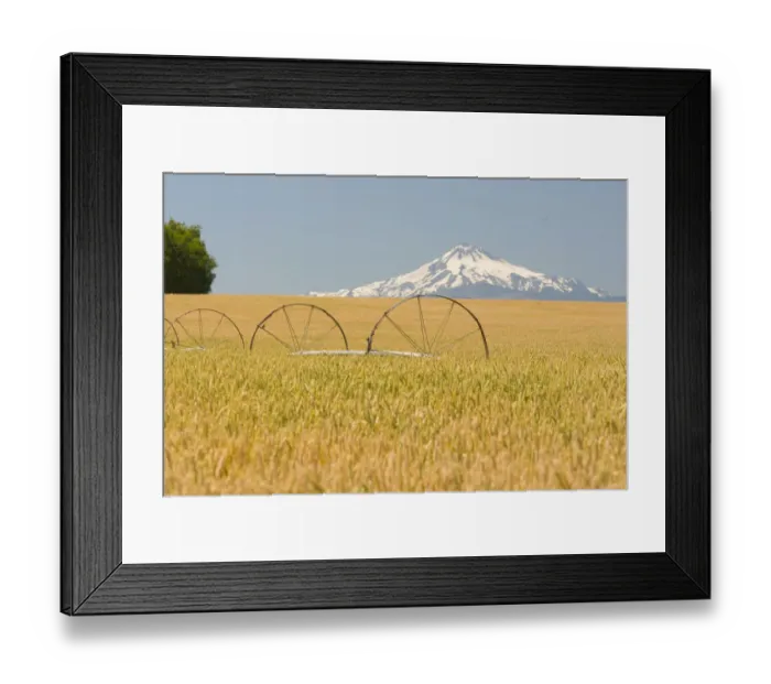 Framed Print : Wheatfield near Harvest Time in Summer, Mt. Jefferson behind, near Redmond, Eastern Oregon Framed Print : Wheatfield near Harvest Time in Summer, Mt. Jefferson behind, near Redmond, Eastern Oregon