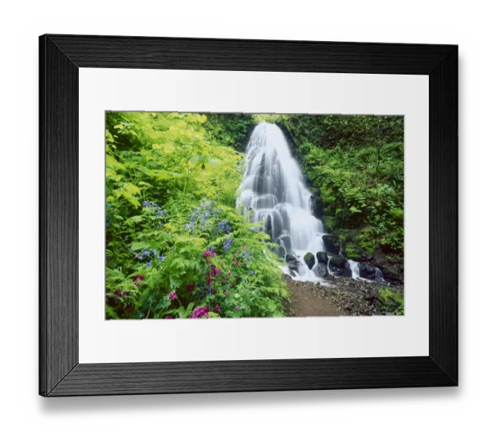 Framed Print : Fairy Falls, wildflowers, Columbia Gorge, Oregon Framed Print : Fairy Falls, wildflowers, Columbia Gorge, Oregon