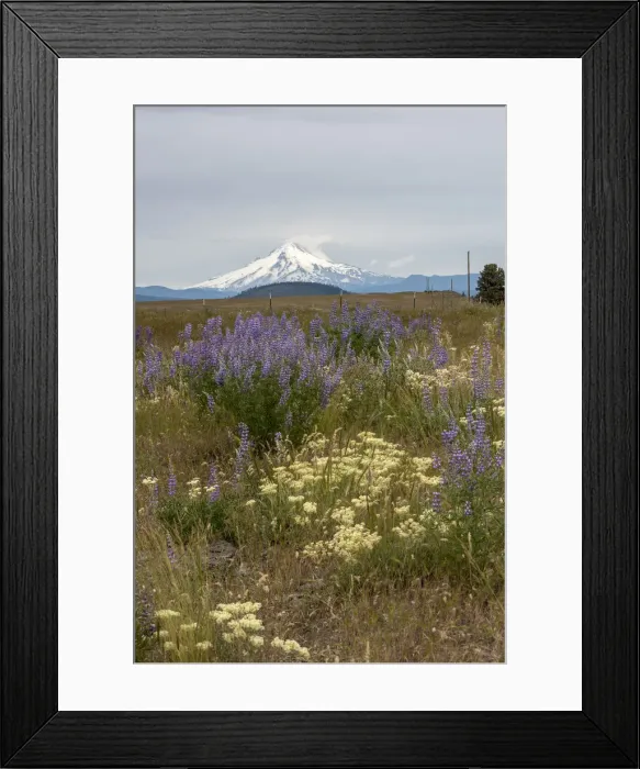 Framed Print : Field of wildflowers, mostly lupin are in contrast to the snowcapped Mt Framed Print : Field of wildflowers, mostly lupin are in contrast to the snowcapped Mt