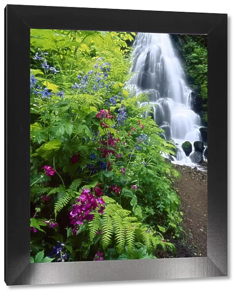 Fairy Falls, wildflowers, Columbia Gorge, Oregon