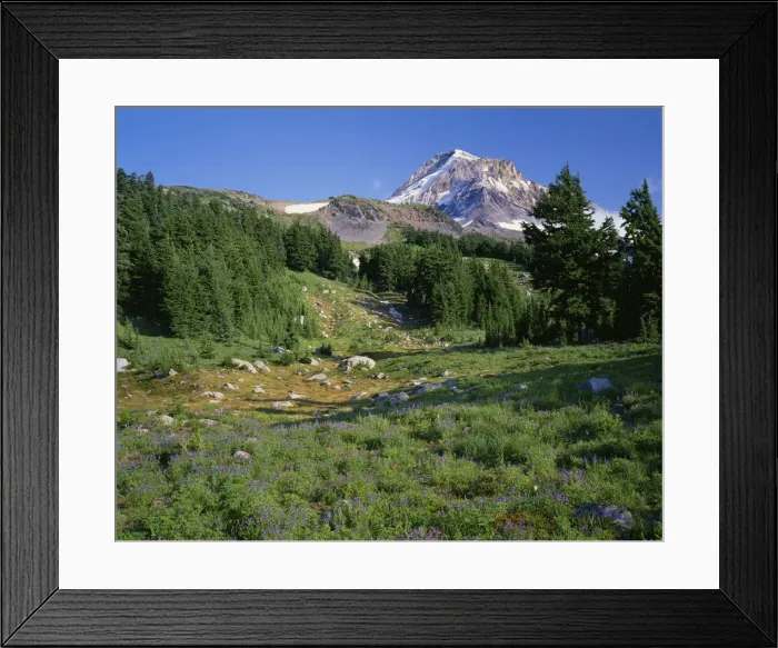 Framed Print : USA, Oregon, Mount Hood National Forest. Mount Hood Wilderness, Summer meadow of