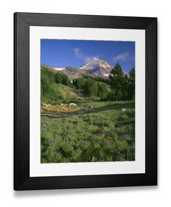 Framed Print : USA, Oregon, Mount Hood National Forest. Mount Hood Wilderness, Summer meadow of Framed Print : USA, Oregon, Mount Hood National Forest. Mount Hood Wilderness, Summer meadow of