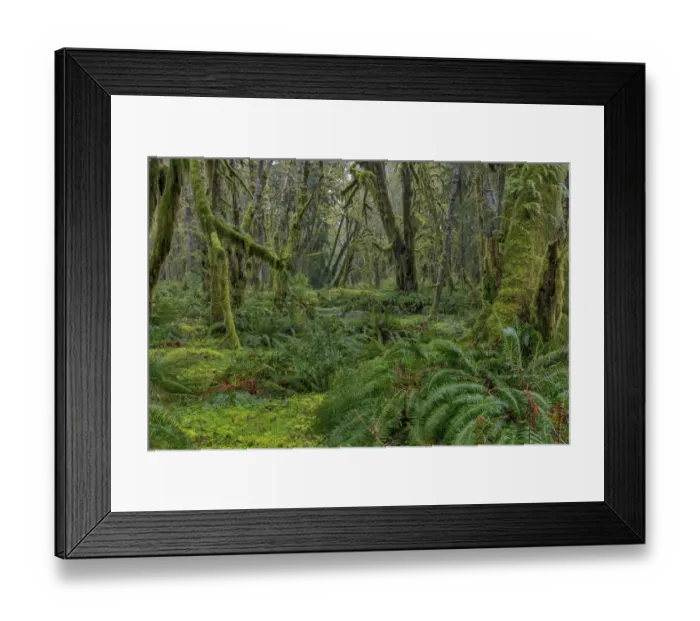 Framed Print : Mossy lush forest along the Maple Glade Trail in the Quinault Rain Forest in Olympic National Park