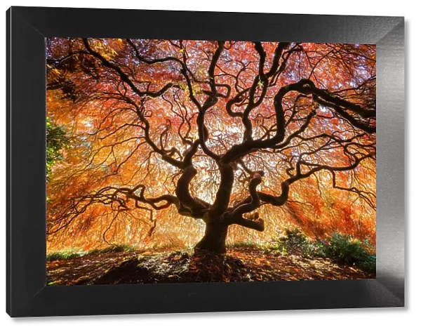 USA, Washington, Seattle, Kubota Japanese Garden. Japanese maple tree in autumn. Credit as