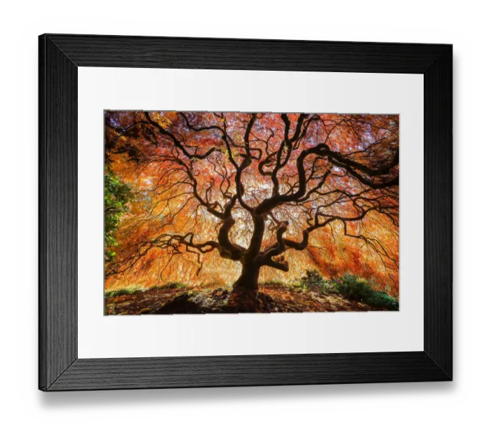 Framed Print : USA, Washington, Seattle, Kubota Japanese Garden. Japanese maple tree in autumn. Credit as Framed Print : USA, Washington, Seattle, Kubota Japanese Garden. Japanese maple tree in autumn. Credit as