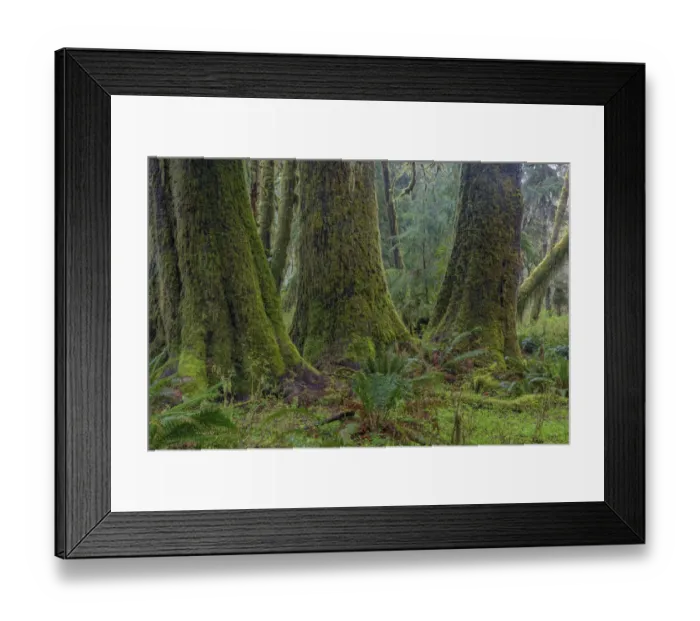 Framed Print : Mossy lush forest along the Maple Glade Trail in the Quinault Rain Forest in Olympic National Park