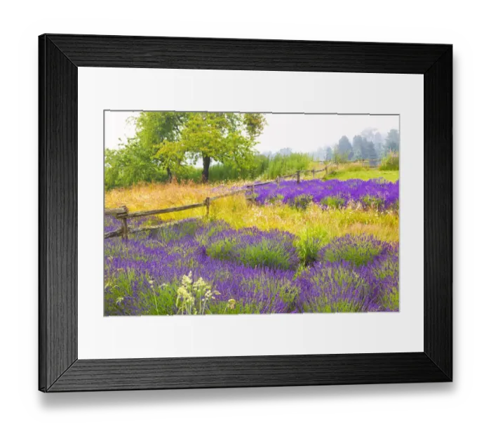 Framed Print : USA, Washington, Sequim. Lavender and trees Framed Print : USA, Washington, Sequim. Lavender and trees