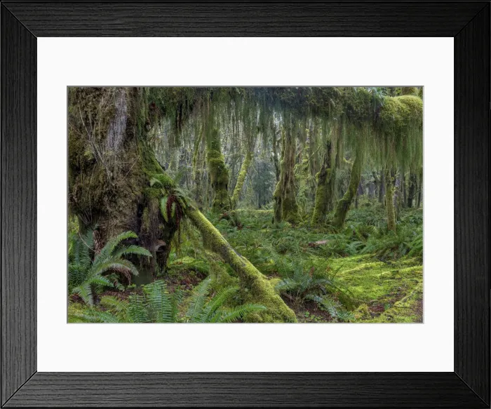 Framed Print : Mossy lush forest along the Maple Glade Trail in the Quinault Rain Forest in Olympic National Park
