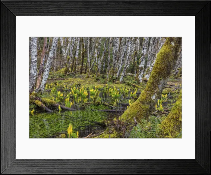 Framed Print : Skunk cabbage and alder forest in the Sol Duc Valley of Olympic National Park, Washington State Framed Print : Skunk cabbage and alder forest in the Sol Duc Valley of Olympic National Park, Washington State