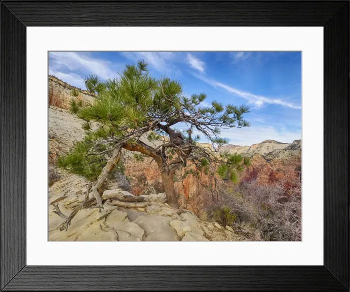 Framed Print : Utah, Zion National Park, Zion Canyon, tree on Angels Landing