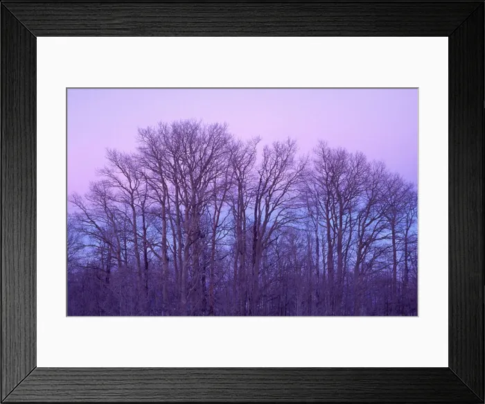 Framed Print : Bare aspen trees against purple twilight on Boulder Mountain, Dixie National Forest, Utah, USA Framed Print : Bare aspen trees against purple twilight on Boulder Mountain, Dixie National Forest, Utah, USA