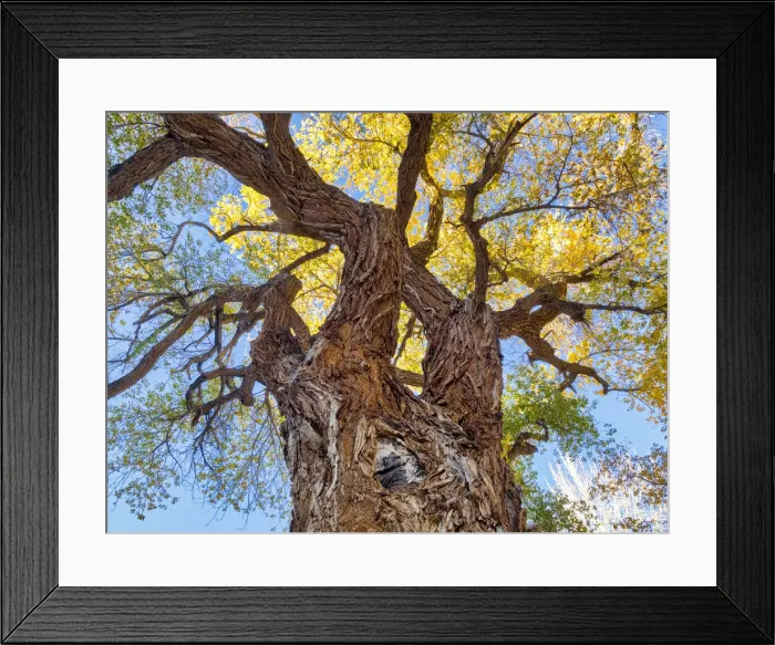 Framed Print : Utah, Capitol Reef National Park, Cottonwood Tree