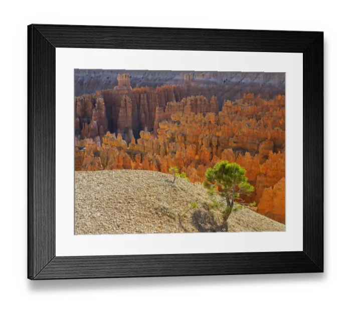 Framed Print : Utah, Bryce Canyon National Park. View of canyon with hoodoos Framed Print : Utah, Bryce Canyon National Park. View of canyon with hoodoos