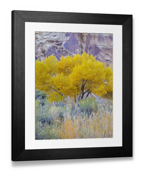 Framed Print : Utah, Capitol Reef National Park, Cottonwood Tree Framed Print : Utah, Capitol Reef National Park, Cottonwood Tree