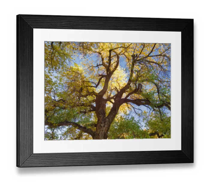 Framed Print : Utah, Capitol Reef National Park, Cottonwood tree