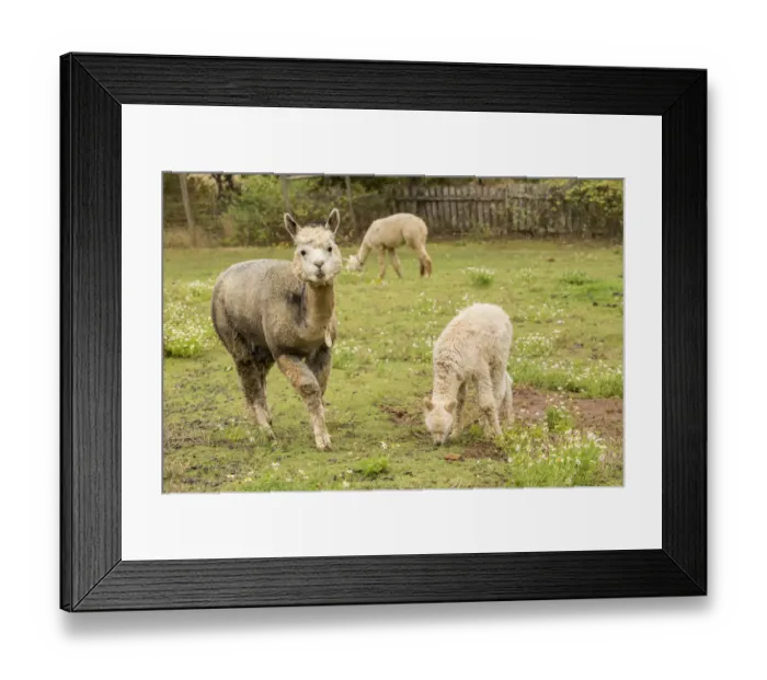 Framed Print : Hood River, Oregon, USA. Mother and baby (cria) alpaca grazing in pasture in light rain Framed Print : Hood River, Oregon, USA. Mother and baby (cria) alpaca grazing in pasture in light rain