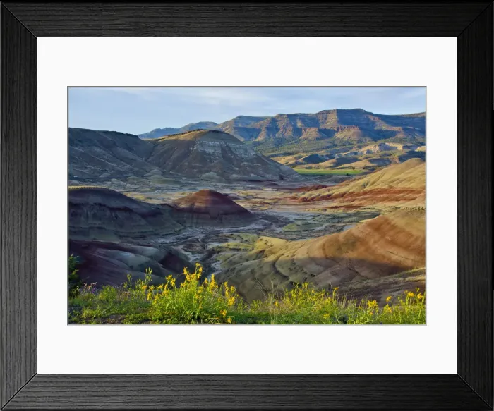 Framed Print : Yellow flowers in Painted Hills, John Day Fossil Beds National Monument, Mitchell, Oregon, USA Framed Print : Yellow flowers in Painted Hills, John Day Fossil Beds National Monument, Mitchell, Oregon, USA