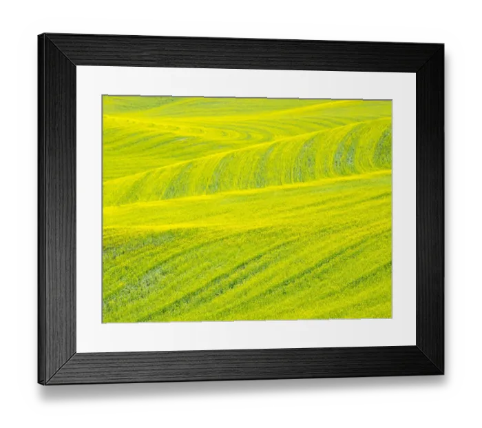 Framed Print : Patterns in canola fields Framed Print : Patterns in canola fields