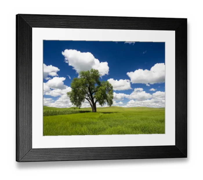 Framed Print : Lone old oak tree in wheat field Framed Print : Lone old oak tree in wheat field