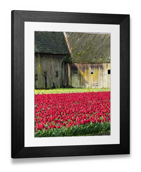 Framed Print : USA, Washington State, Skagit Valley. Tulip field and barn Framed Print : USA, Washington State, Skagit Valley. Tulip field and barn