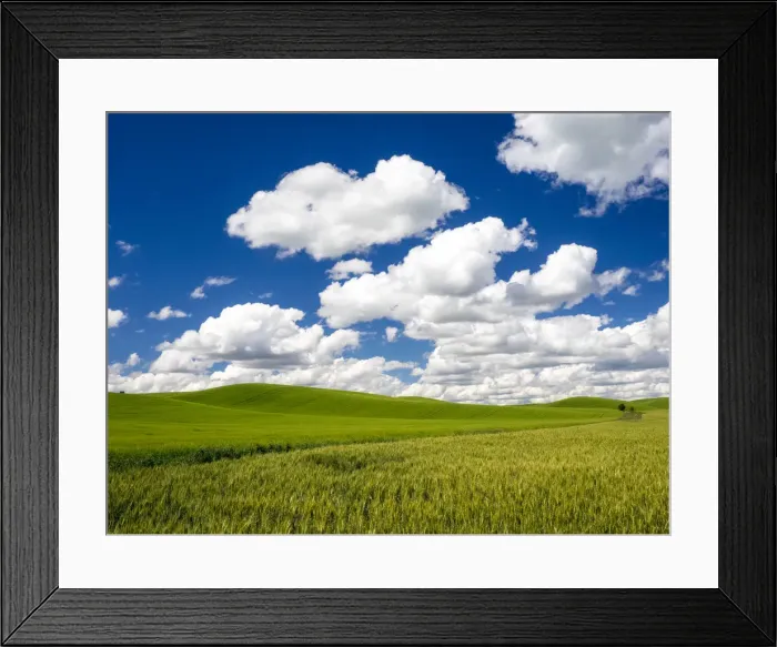 Framed Print : Spring wheat and Winter wheat fields with puffy clouds Framed Print : Spring wheat and Winter wheat fields with puffy clouds