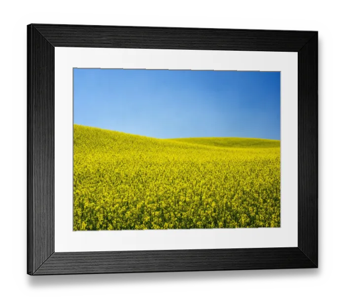 Framed Print : USA, Washington State, Palouse Region. Spring Canola field