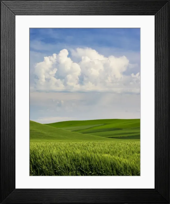 Framed Print : USA, Washington State. Spring fields of wheat, peas and barley Framed Print : USA, Washington State. Spring fields of wheat, peas and barley