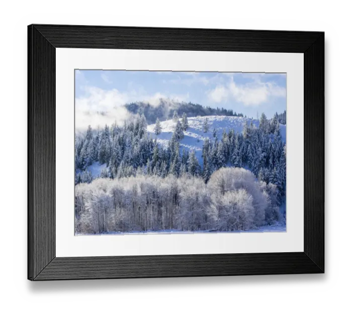Framed Print : USA, Washington State. Fog draped trees with morning light Framed Print : USA, Washington State. Fog draped trees with morning light