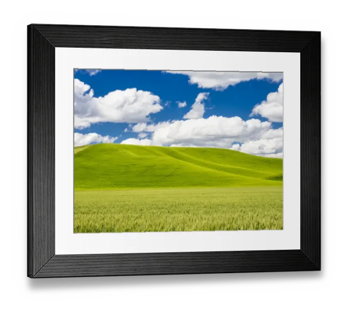 Framed Print : Spring wheat field with puffy clouds Framed Print : Spring wheat field with puffy clouds