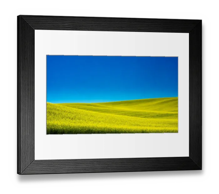 Framed Print : USA, Washington State, Palouse Region. Spring Canola field Framed Print : USA, Washington State, Palouse Region. Spring Canola field