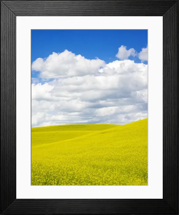 Framed Print : Canola field with clouds Framed Print : Canola field with clouds