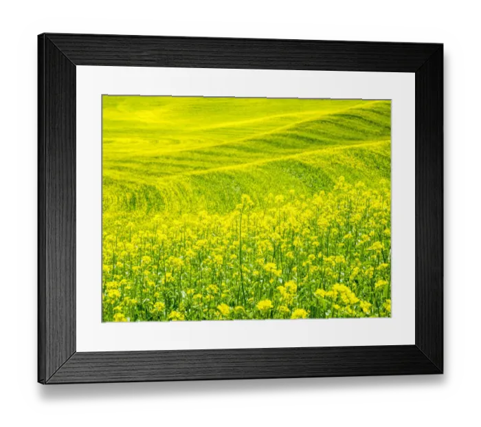 Framed Print : Patterns in canola fields Framed Print : Patterns in canola fields