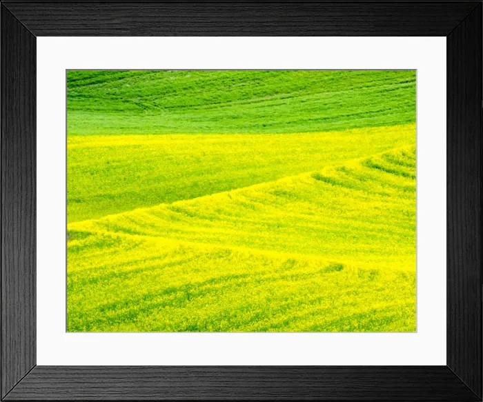 Framed Print : Patterns in canola fields