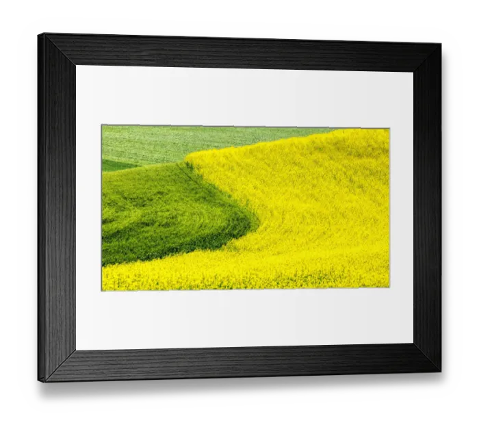 Framed Print : USA, Washington State, Palouse Region. Curve in canola and wheat fields in Spring