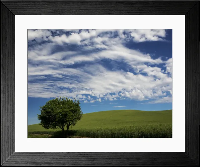 Framed Print : USA, Washington State. Spring fields of wheat, peas and barley Framed Print : USA, Washington State. Spring fields of wheat, peas and barley